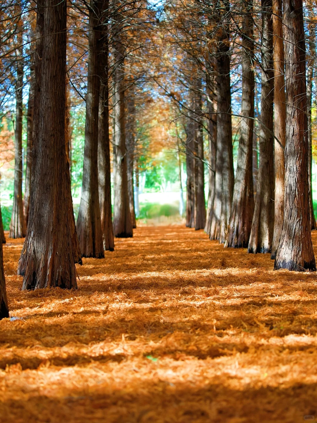 我愿称这里是赏秋的天花板🍂错过再等一年❗️_2_可乐旅行记_云南-来自52tours 我爱旅游网